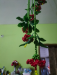 ঝাড়